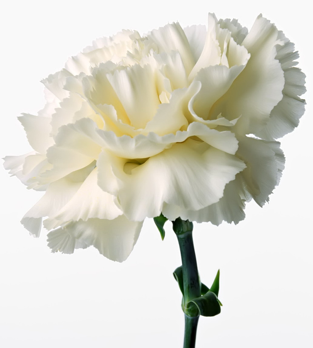 Photograph - white carnation